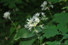 Brlauch Allium ursnum