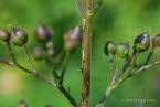 Braunwurz-Mnch Cucullia scrophulariae