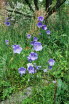 Glockenblume, Pfirsichblttrige Campnula persicifolia