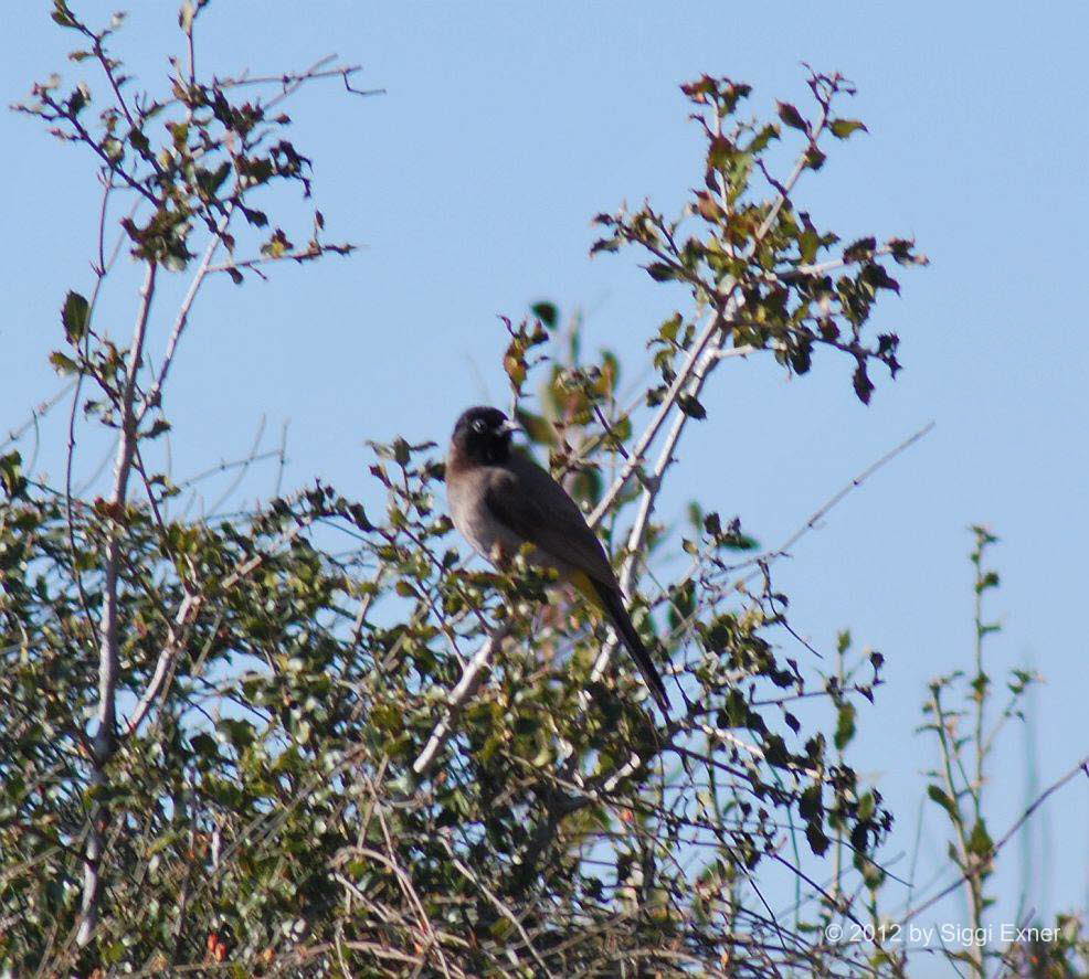 Graublbl Pycnonotus barbatus