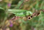 Grnes Heupferd Tettigonia viridissima