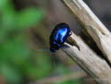Himmelblaue Blattkfer Chrysolina coerulans