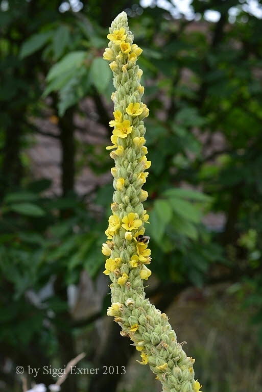 Knigskerze Kleinbltige Verbascum thapsus