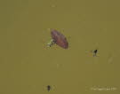 Rckenschwimmer Notonecta viridis