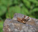 Gewhnliche Strauchschrecke Pholidoptera griseoaptera