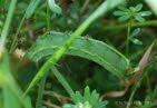 Taubenschwnzchen Macroglossum stellatarum