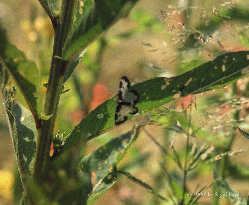 Vogelschmei-Spanner Lomaspilis marginata