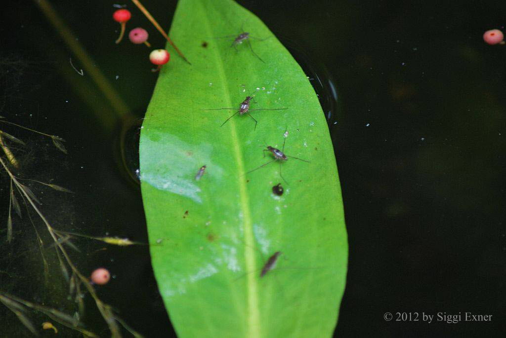 Wasserlufer Gerris lacustris