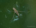 Wasserlufer Gerris lacustris