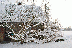 Garten-flieder-winter10