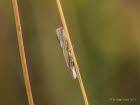 Agriphila geniculea Grasznsler