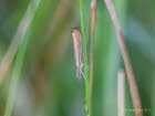 Agriphila straminella Grasznsler