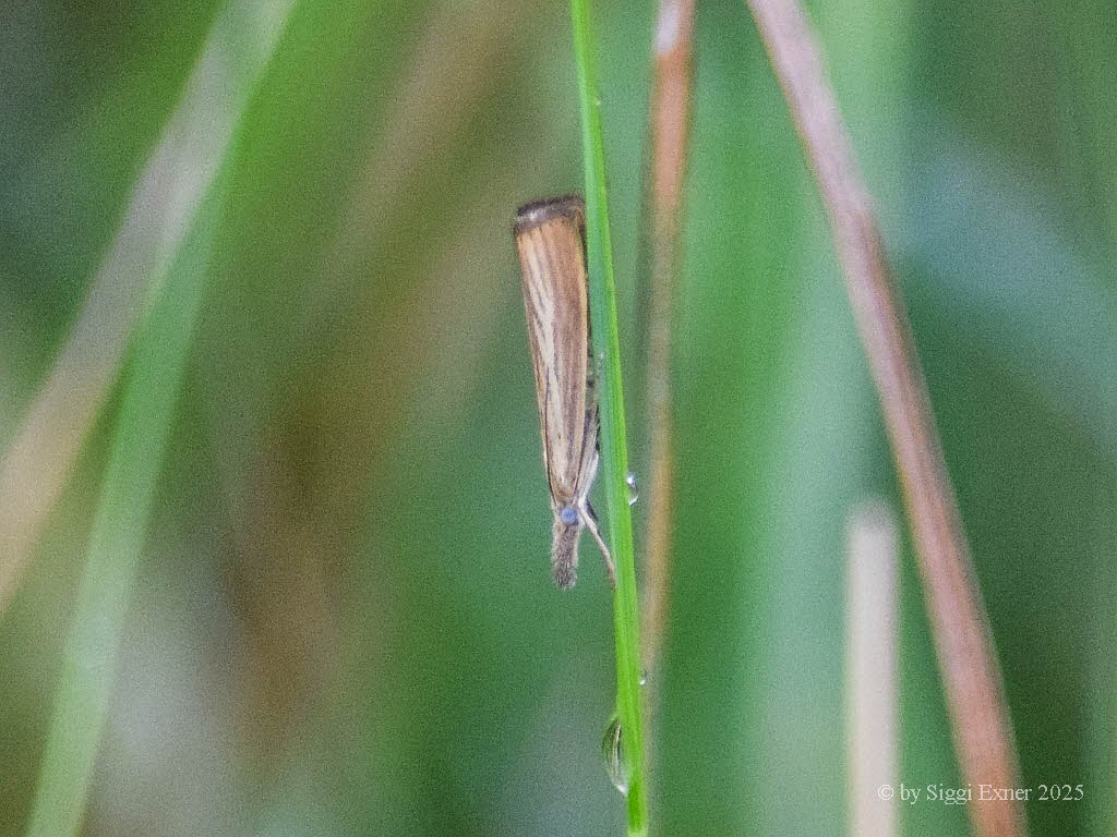 Agriphila straminella Grasznsler