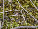 Andrena spec.
