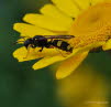 Bienenjagende Knotenwespe Cerceris rybyensis