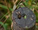 Blattschneiderbiene Megachile centuncularis