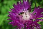 Blattschneiderbiene Megachile centuncularis