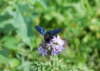 Blaue Holzbiene Xylocopa violacea