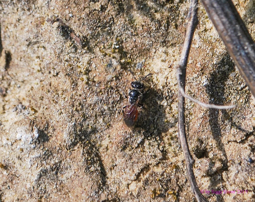 Sphecodes miniatus Blutbiene 