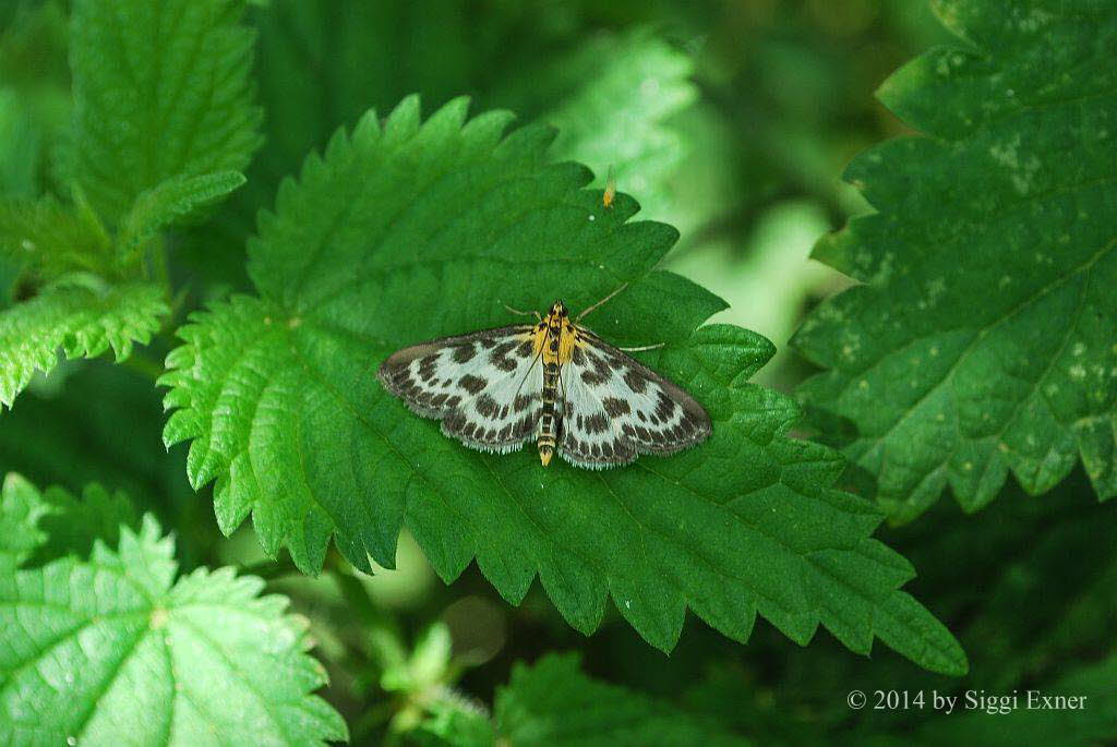 Anania hortulata Brennnesselznsler