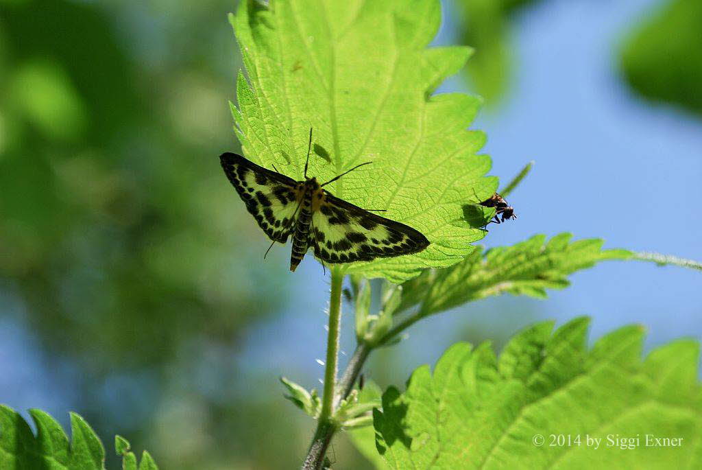 Anania hortulata Brennnesselznsler