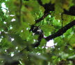 Buntspecht Dendrocopos syriacus