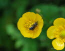 Chelostoma florisomne Hahnenfu-Scherenbiene