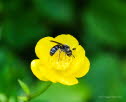 Chelostoma florisomne Hahnenfu-Scherenbiene