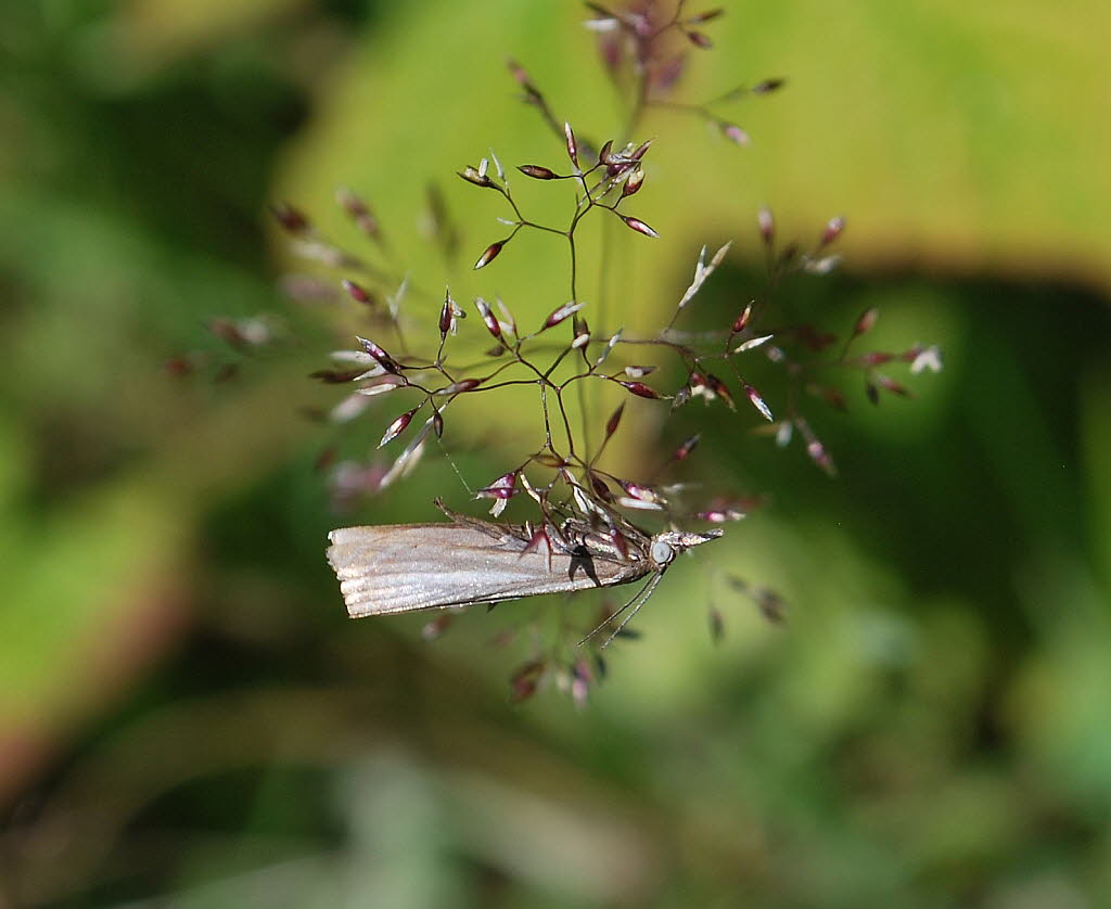 Chrysoteuchia culmella Rispengrasznsler 