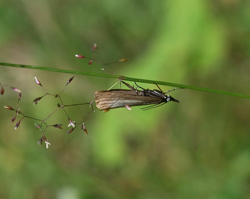 Chrysoteuchia culmella Rispengrasznsler 