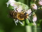 Colletes hederae Efeu-Seidenbiene