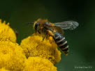 Colletes similis Rainfarn-Seidenbiene