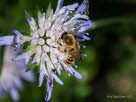Dasypoda hirtipes Hosenbiene