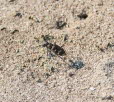 Cicindela hybrida Dünen-Sandlaufkäfer 
