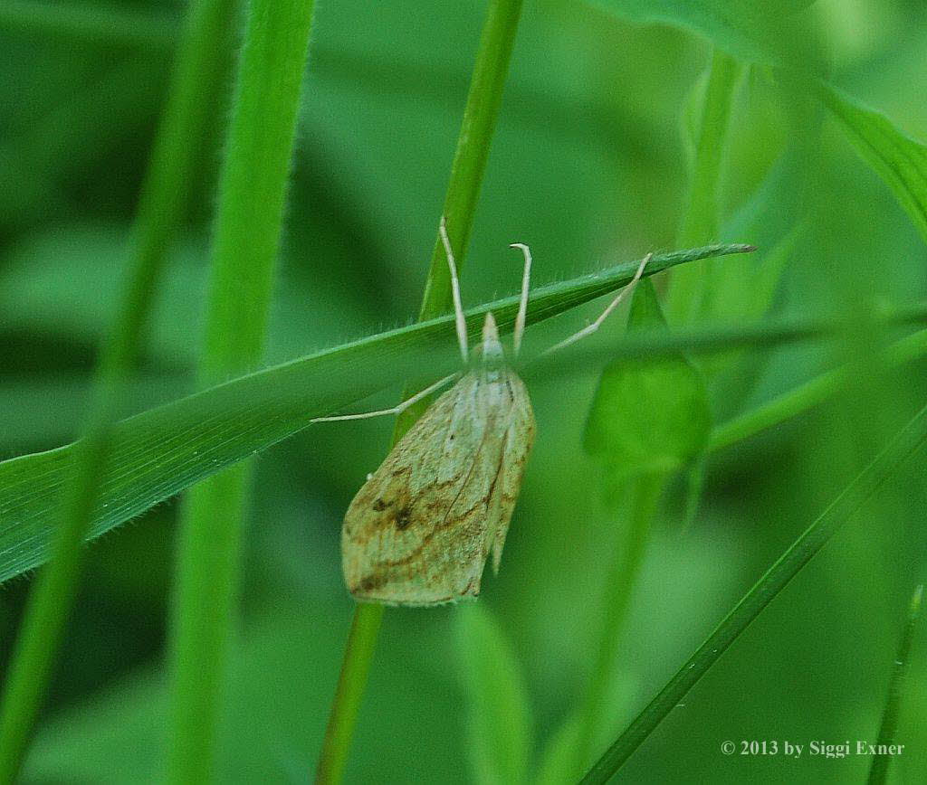 Evergestis forficalis  Kohlznsler 