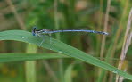 Blaue Federlibelle Pltycnemis pennipes