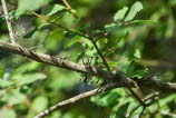 (Gemeine) Weidenjungfer Chalcolestes viridis