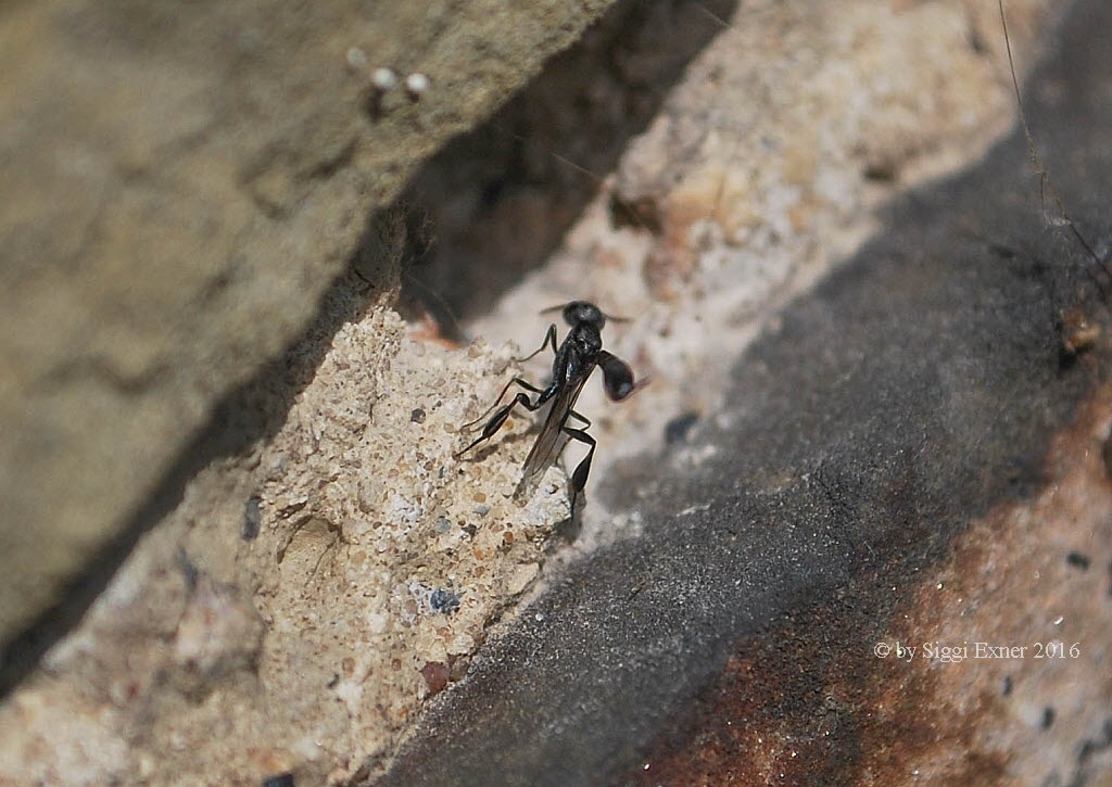 Gichtwespe Gasteruption assectator