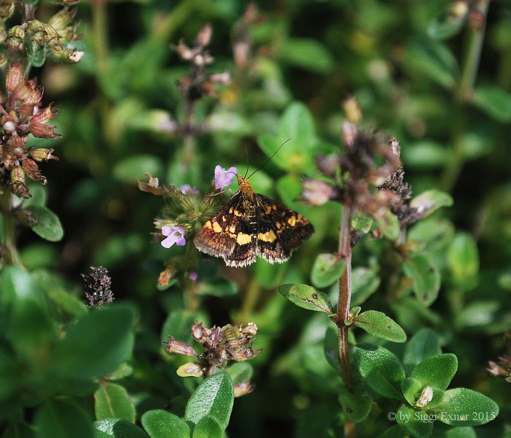 Pyrausta aurata Gold Znsler