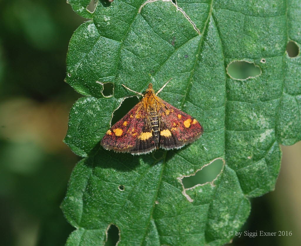 Pyrausta aurata Gold Znsler  