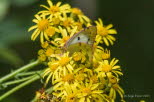 Goldene Acht Colias cf. hyale