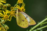 Goldene Acht Colias cf. hyale