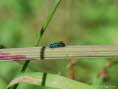 Blaue Goldwespe Trichrysis cyanea