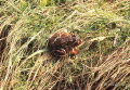 Grasfrosch (Rana temporaria)