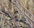 Graubülbül Pycnonotus  barbatus