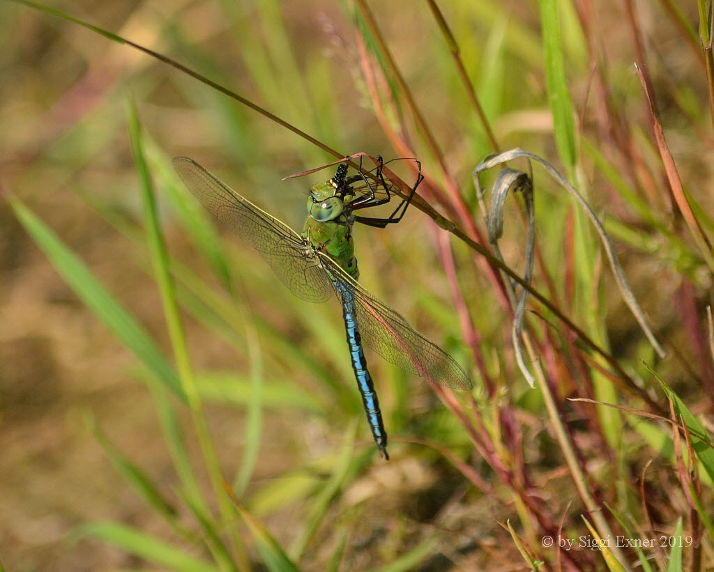 Groe Knigslibelle Anax imperator