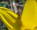Halictus quadricinctus Vierbindige Furchenbiene