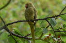 Halsbandsittich Psittacula krameri