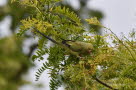 Halsbandsittich Psittacula krameri cf borealis