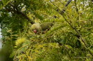 Halsbandsittich Psittacula krameri cf borealis